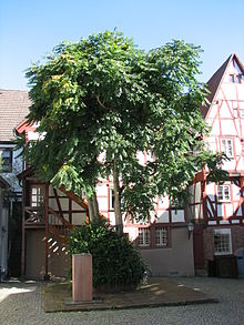 Der Synagogenplatz im Jahre 2007 mit der Tafel zum Gedenken an die Geschehnisse der Reichspogromnacht