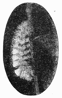 Fig. 16.Caterpillar of Pale Tussock-moth.