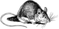 Mouse (PSF).png