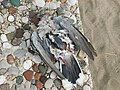 Mrtva grlica (Streptopelia turtur) dead European Turtle-dove.jpg