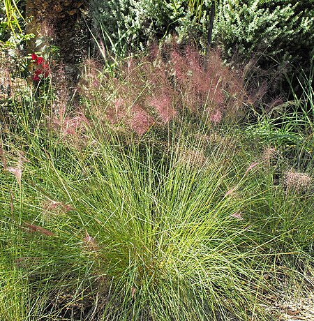 Muhlenbergia capillaris