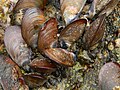 Mussels attached to rock