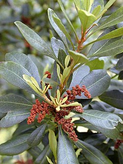 Myrica faya (planta feminina, com frutos imaturos).