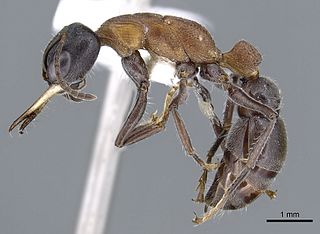 <i>Myrmecia acuta</i> Species of ant endemic to Australia