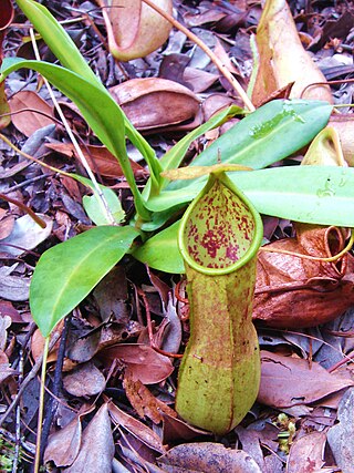<i>Nepenthes thai</i> Species of pitcher plant from Thailand