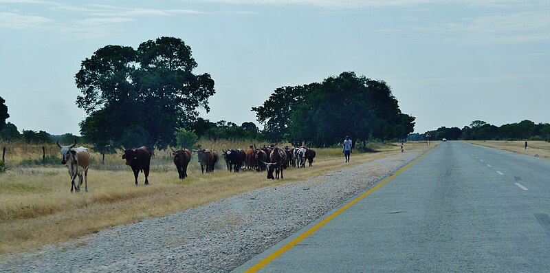 File:Namibia auf dem Weg zum Okavango 39.jpg