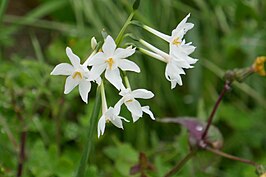 Narcissus papyraceus