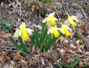 Narcissus pseudonarcissus2.jpg