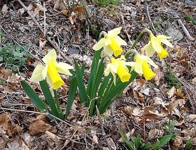 Jonquille: Différentes espèces de « jonquilles », Floraison des jonquilles, Symboliques