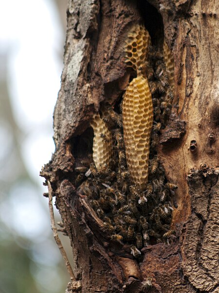 Natural bee colony in the hollow of a tree