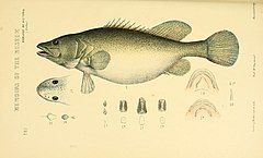 Description de l'image Natural history of Victoria (Pl. 85) (5998286149).jpg.