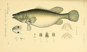 Bildbeschreibung Naturgeschichte von Victoria (Taf. 85) (5998286149) .jpg.