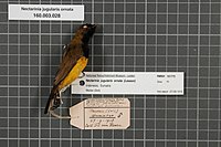 Naturalis Biodiversity Center - RMNH.AVES.101775 - Nectarinia jugularis ornata (Lesson, 1822) - Nectariniidae - bird skin specimen.jpeg