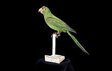 Extinct Puerto Rican parakeet from Mona.