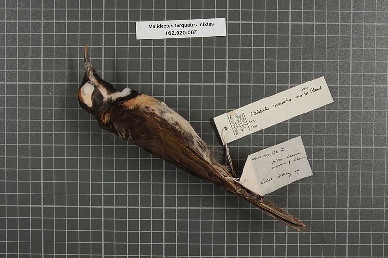 File:Naturalis Biodiversity Center - RMNH.AVES.28942 1 - Melidectes torquatus mixtus Rand, 1941 - Meliphagidae - bird skin specimen.jpeg