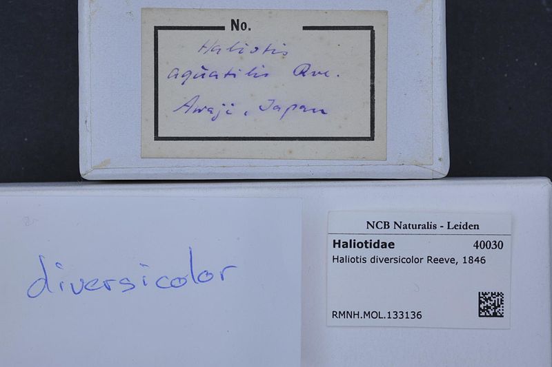 File:Naturalis Biodiversity Center - RMNH.MOL.133136 1 - Haliotis diversicolor Reeve, 1846 - Haliotidae - Mollusc shell.jpeg