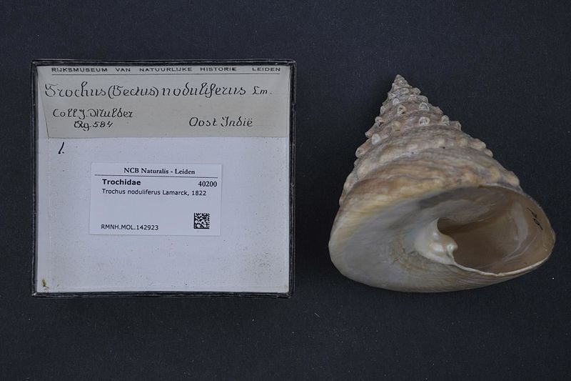 File:Naturalis Biodiversity Center - RMNH.MOL.142923 - Tectus noduliferus (Lamarck, 1822) - Turbinidae - Mollusc shell.jpeg