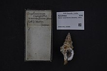 Naturalis Biodiversity Center - RMNH.MOL.192866 - Sassia nassariformis (Sowerby, 1902) - Ranellidae - Mollusc shell.jpeg