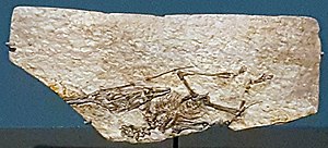 네미콜로프테루스의 정기준표본 화석