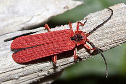 Lycidae vermelho, fotografado na Califórnia (EUA). Gênero Dictyoptera.