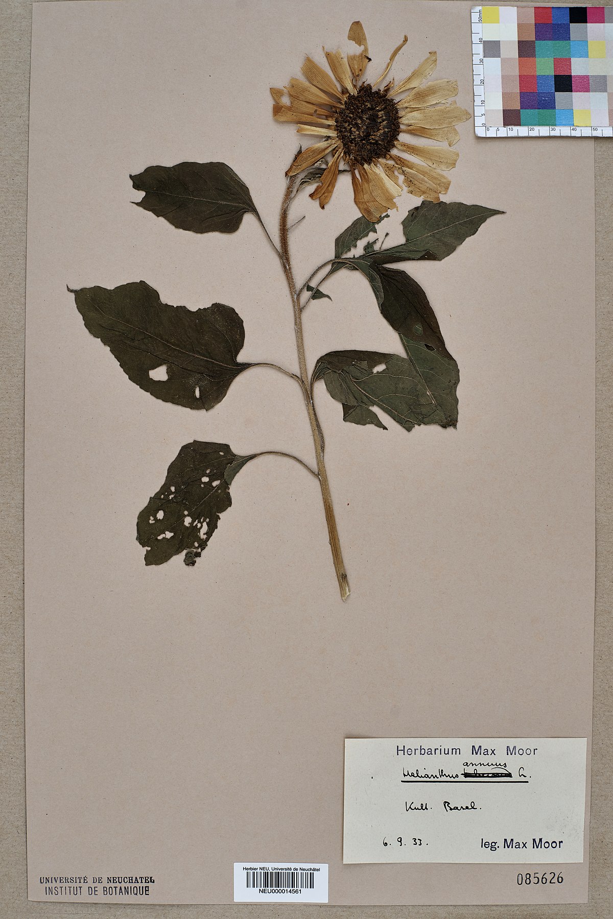 File:Neuchâtel Herbarium - Gypsophila repens - NEU000032761.jpg - Wikimedia  Commons