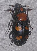 Nicrophorus americanus (American Burying Beetle)