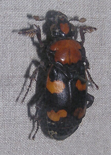 File:Nicrophorus americanus - Sankt-Peterburg.jpg