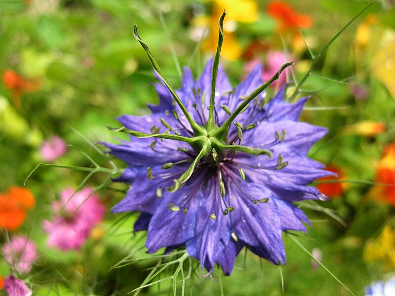 File:Nigella damascena purple.jpg