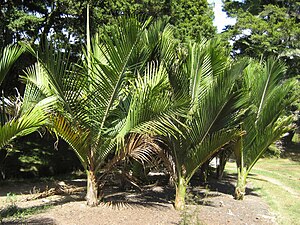 Palmeira nikau