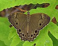 Northern Pearly-eye, dorsal, Larose Forest.jpg