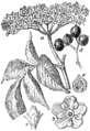 Sambucus nigra Črni bezeg plate 95 in: Martin Cilenšek: Naše škodljive rastline Celovec (1892)