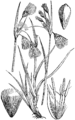 Ozkolistni munec. (Erióphorum angustifólium.) Illustration #478 in Martin Cilenšek Naše škodljive rastline, Celovec (1892)