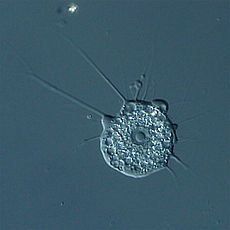 Nuclearia thermophila
