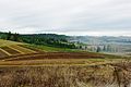 Nursery plants in the foothils of southern w:Washington County, Oregon.