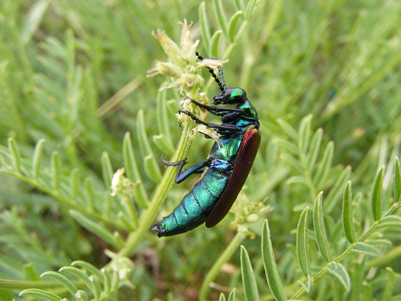 File:Nuttall's blister beetle, Waubay Wetland Management District.jpg