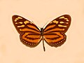 Nymphalidae - Lycorea halia atergatis.JPG
