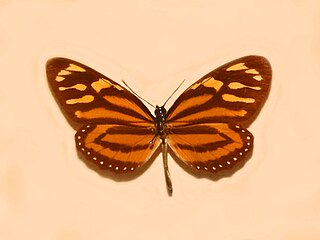 <i>Lycorea halia atergatis</i> Subspecies of butterfly