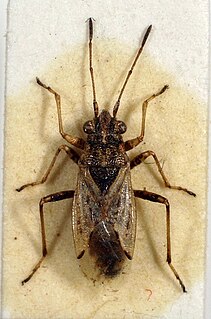 <i>Nysius</i> genus of insects