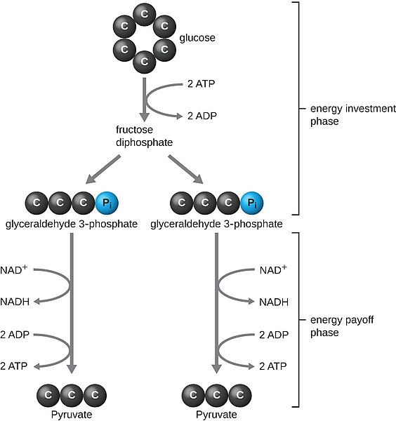 File:OSC Microbio 08 02 Glycolysis.jpg