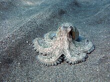 Octopus Vulgaris.jpg