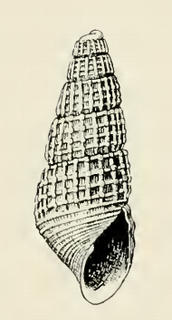 <i>Odostomia talama</i> Species of gastropod