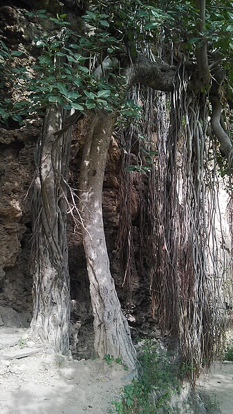 File:Old tree roots - Shah Allah Ditta caves.jpg