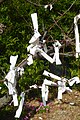 Omikuji tied to trees at Hōkoku, a Shinto shrine in Chuo-ku.