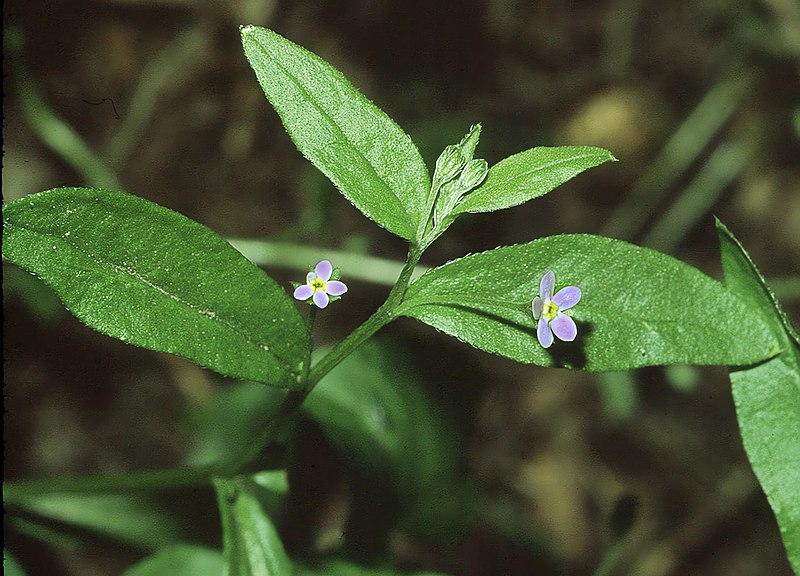 File:Omphalodes scorpioides2 eF.jpg