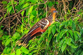 On the Rio Tambopata…the Hoatzin, the world's weirdest bird (8445837318).jpg