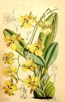 Oncidium micropogon.jpg