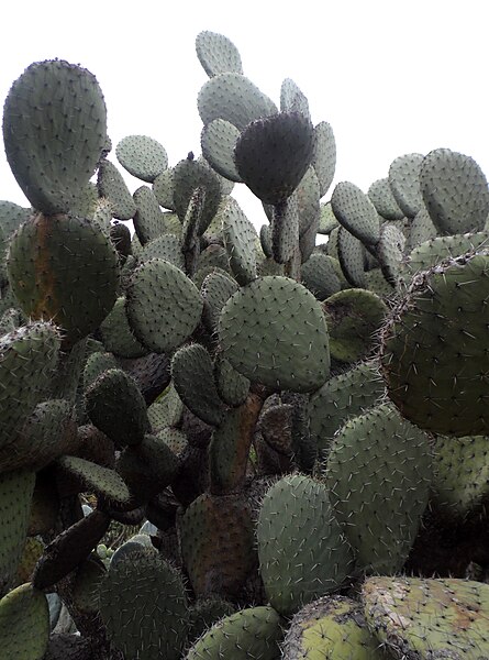 File:Opuntia streptacantha kz4.JPG