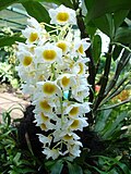 Thumbnail for Dendrobium farmeri