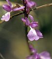 Anacamptis palustris Germany - Ichenheim