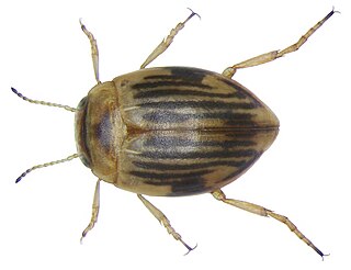 <i>Oreodytes sanmarkii</i> Species of beetle